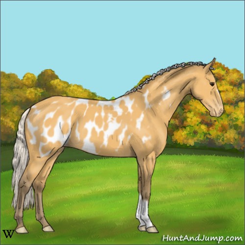 Horse Color:Silver Buckskin Appaloosa 