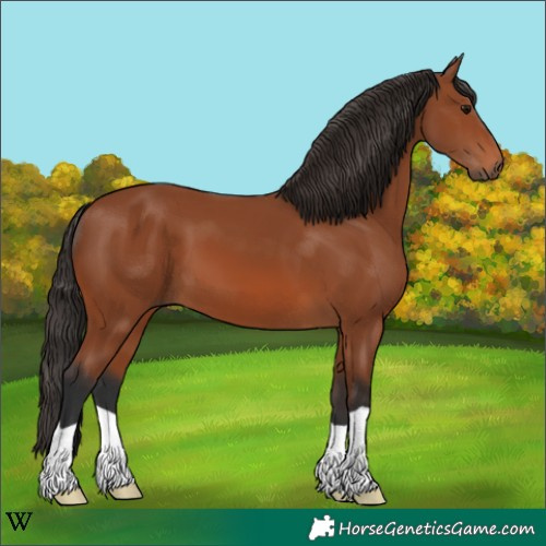 Horse Color:Bay 
