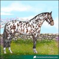 Horse Color:Brown Appaloosa Rabicano 