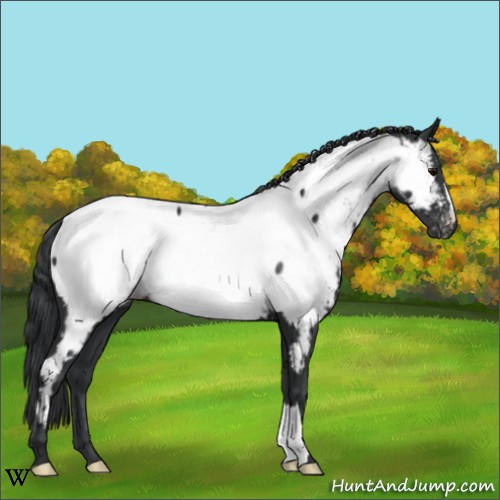 Horse Color:Black Appaloosa 