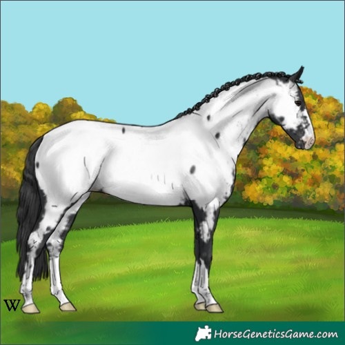 Horse Color:Black Near Fewspot 