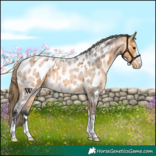 Horse Color:Buckskin Roan Near Leopard 