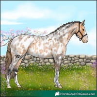 Horse Color:Buckskin Roan Near Leopard 