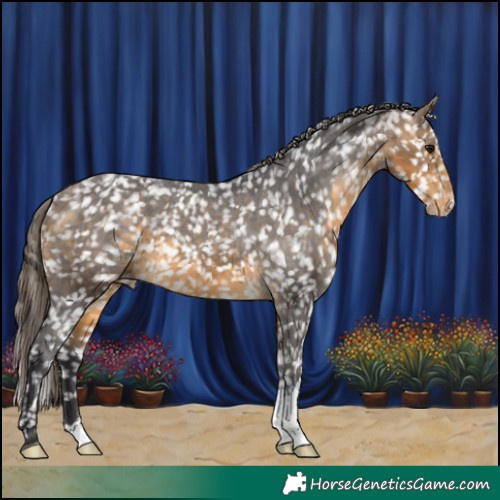 Horse Color:Buckskin Snowflake Varnish