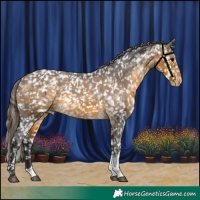 Horse Color:Buckskin Appaloosa