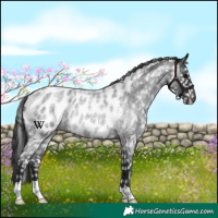 Horse Color:Blue Roan Appaloosa Rabicano 