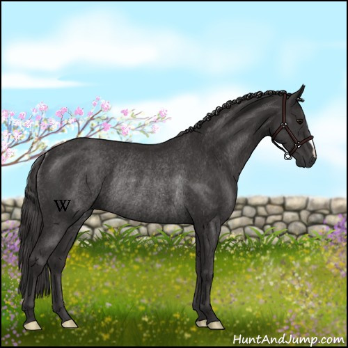 Horse Color:Smoky Black Rabicano 