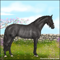 Horse Color:Smoky Black Rabicano 