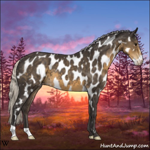 Horse Color:Silver Smoky Black Appaloosa 