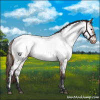 Horse Color:Brown Dun Near Fewspot 