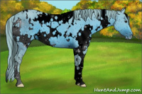 Horse Color:ERROR: UNKNOWN ANOMALY