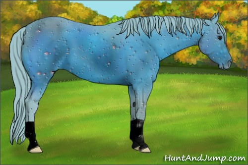 Horse Color:ERROR: UNKNOWN ANOMALY