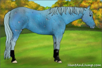 Horse Color:ERROR: UNKNOWN ANOMALY