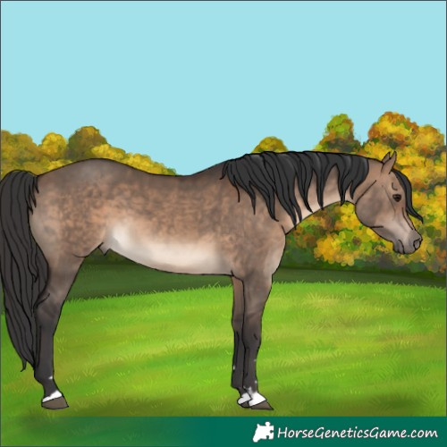Horse Color:Brown Dun 