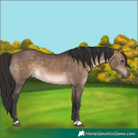 Horse Color:Brown Dun