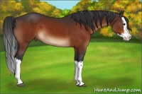 Horse Color:Brown Splash