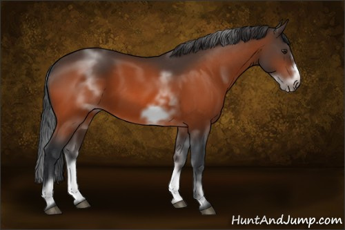 Horse Color:White Spotted Brown Sabino Frame