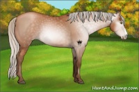 Horse Color:Gray Silver Bay Pearl 