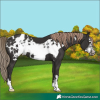 Horse Color:Liver Chestnut Frame Appaloosa 