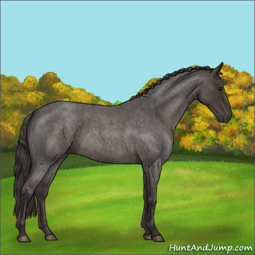 Horse Color:Smoky Blue Roan 