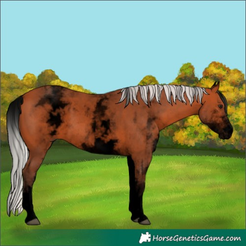 Horse Color:Void White Spotted Silver Bay Rabicano