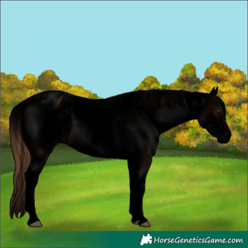 Horse Color:Void White Spotted Chestnut Appaloosa Rabicano 