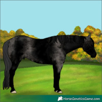 Horse Color:Void White Spotted Grullo 