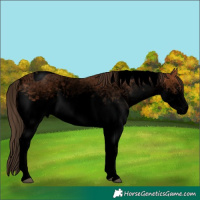 Horse Color:Void White Spotted Bay Tobiano Appaloosa Rabicano 