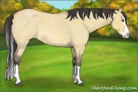 Horse Color:Buckskin Roan Dun Splash