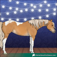 Horse Color:Palomino Tobiano 