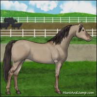 Horse Color:Liver Red Dun Rabicano 
