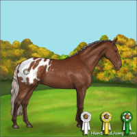 Horse Color:Silver Brown Sabino Appaloosa Rabicano