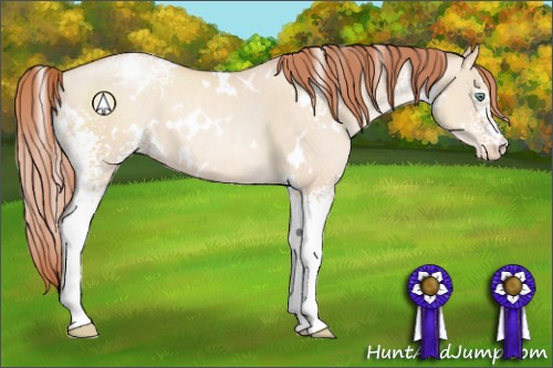 Horse Color:White Spotted Classic Champagne Pearl Dun Appaloosa 