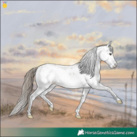 Horse Color:Liver Chestnut Sabino