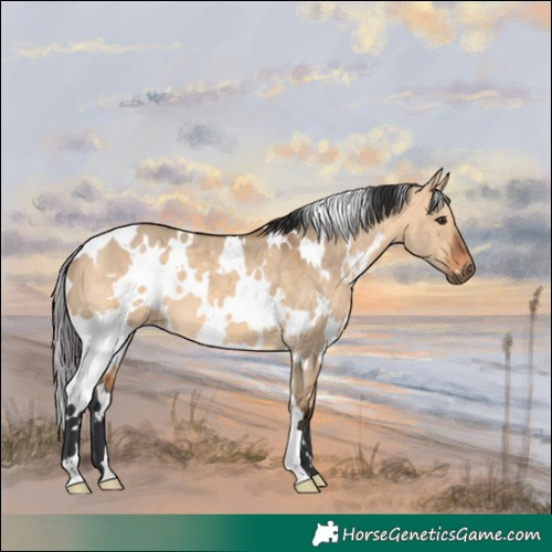 Horse Color:White Spotted Bay Dun 