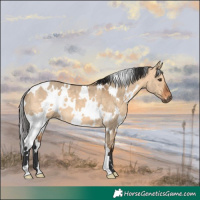 Horse Color:White Spotted Bay Dun