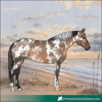 Horse Color:White Spotted Brown Dun 