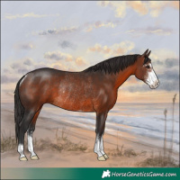Horse Color:Brown Sabino Rabicano
