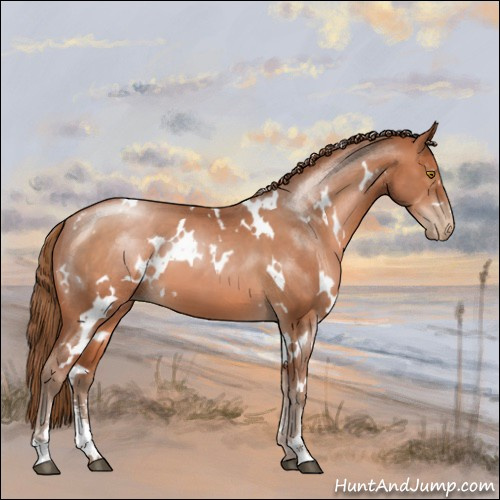 Horse Color:White Spotted Brown Pearl Sabino 