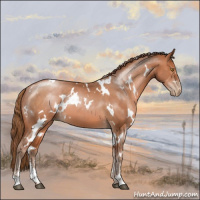 Horse Color:White Spotted Brown Pearl Sabino 