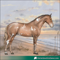 Horse Color:White Spotted Liver Chestnut Pearl 