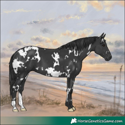 Horse Color:White Spotted Black 