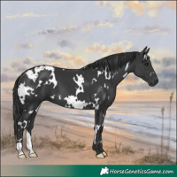 Horse Color:White Spotted Black 