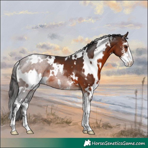 Horse Color:White Spotted Brown Sabino