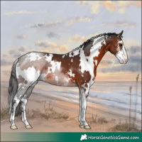 Horse Color:White Spotted Brown Sabino