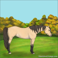 Horse Color:Buckskin 