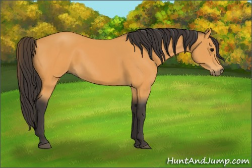 Horse Color:Buckskin