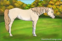 Horse Color:Gold Champagne Dun 