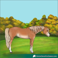 Horse Color:Chestnut 