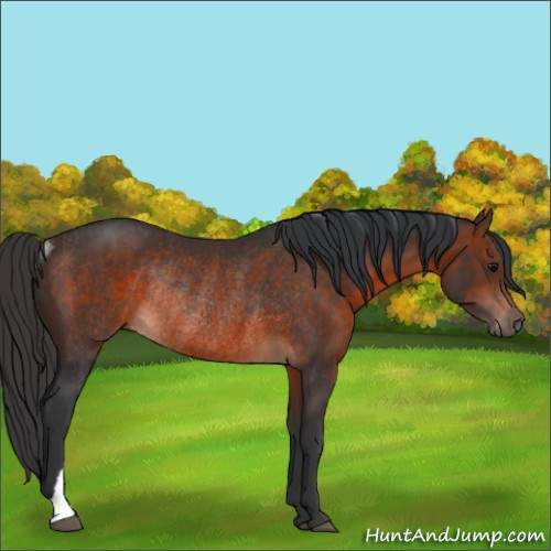 Horse Color:Brown Rabicano 